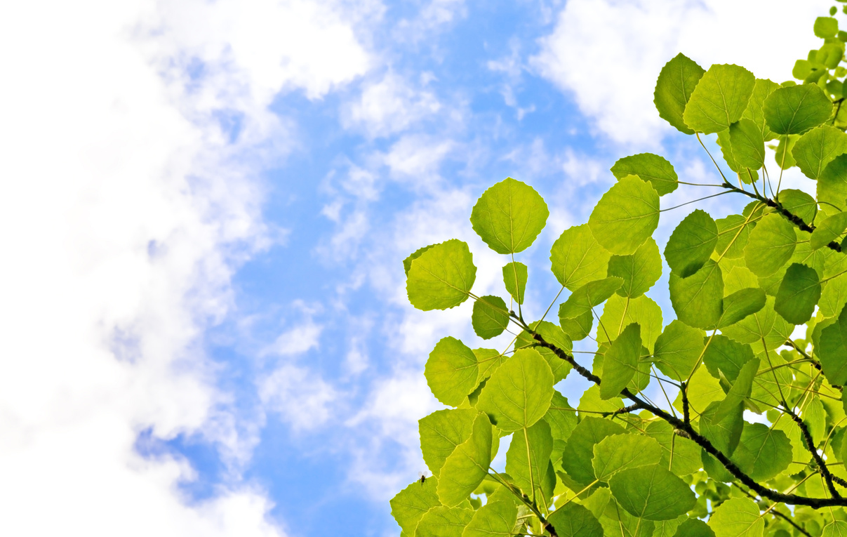 Aspen leaves on sky background